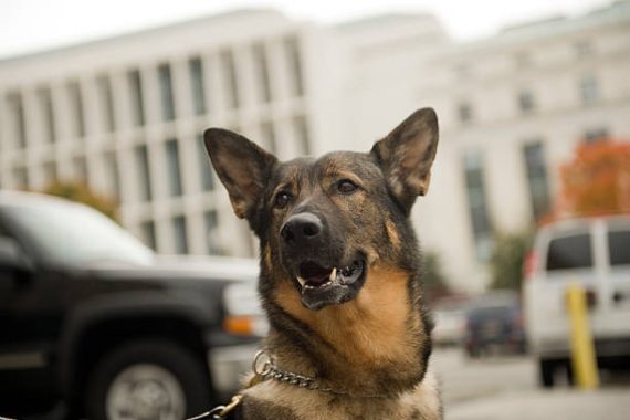 UNITED STATES - OCTOBER 23:  U.S. Capitol Police K-9, Thea, a 4-year-old German Shepherd, sits for a picture outside of police headquarters, Oct. 23, 2009.  (Photo By Tom Williams/Roll Call/Getty Images)